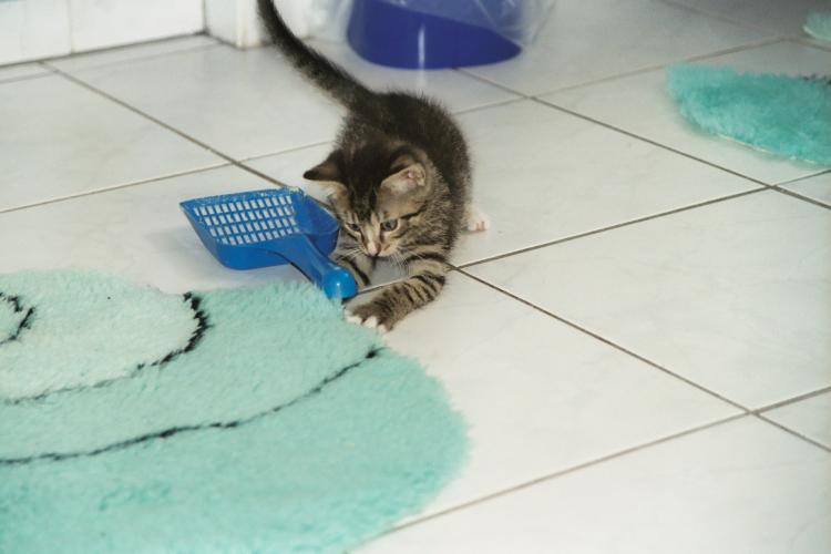 Der etwa neun Wochen alte Kater Sylvester beim Spiel mit der Katzenkloschaufel