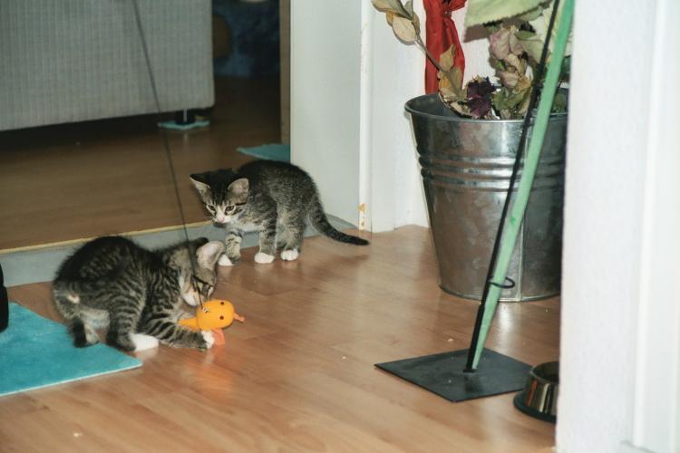 Die etwa neun Wochen alten Katerbrüder Toni und Sylvester beim Spiel mit der Katzenangel